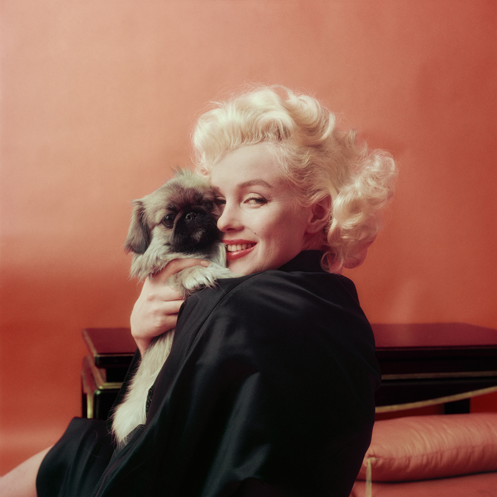 hbz-marilyn-marilyn-goes-oriental-with-a-pekenese-dog-ny-1955-milton-h-greene-archive-images