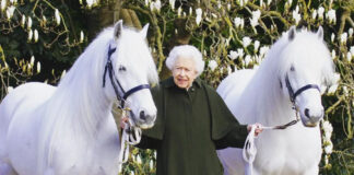 королева єлизавета II день народження портрет коні поні