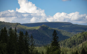 «Правічні»: онлайн-виставка про ліси як частину української ідентичності